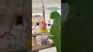 운동하는 집사를 보고 당황한 앵무새         #뉴기니아#앵무새#뉴기니아앵무새 #eclectus #parrot #eclectusparrot #birds #shorts