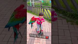 킥보드타고 씨크하게 홍금강 데려오는 아기 | 둘도 없는 친구 | #마카우 #parrot #greenwingmacaw