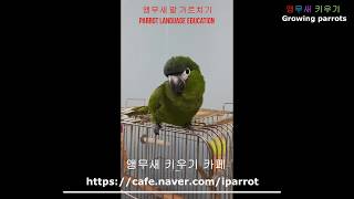 앵무새 말 가르치기  [ Parrot Language …