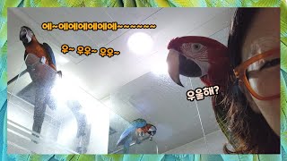 슬픈엄마를 위해 말과 노래로 위로해주는 앵무새
