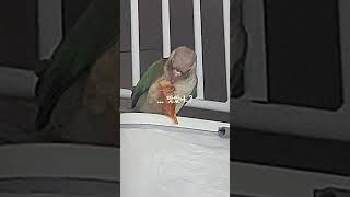 #코뉴어#앵무새#아랑이#김치찌개 고기#도둑#너 육식 아니야# 상습범#미치것다