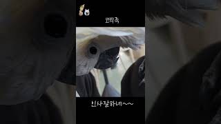 인사 잘하는 앵무새 델타 #델타 #코카투 #하이브리드코카투 #앵무새 #앵무새브이로그