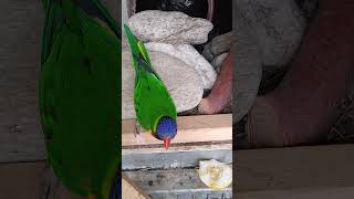 참외로 유혹 해도 알 통 접근은 불까 이제  부화 잘 하기만을 기다려야 하겠어요