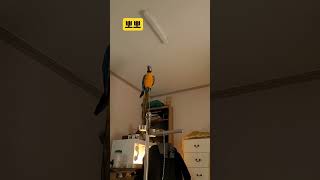 뽀뽀  #parrot #앵무새 #macaw #청금강 #청금강앵무새 #animal #동물 #마카우