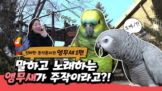 [신비한동식물사전] 에버랜드 말하는 앵무새 주작설 파헤…