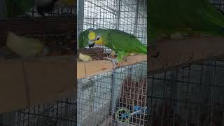 텃밭 무농약 무제초 작업 완료 하고 항아리 「뚜껑」카페…