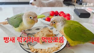#10  빵새 럭키라떼 먹방모음/앵무새,코뉴어,럭키라떼…