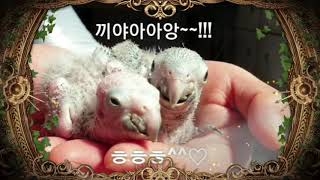 한스마카우 아기소리(공룡의후예?!!)