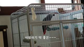 말하는 앵무새 회색앵무 알렉스(Alex) 동영상; 사랑하기 딱 좋은...아싸~