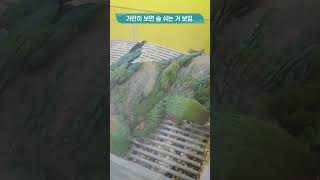 아기 할리퀸마카우 태어난 지 1개월 반이나 됐을까?  #shorts