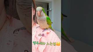숨박꼭질이 더 하고싶었던 마리#똥마리 #귀여운앵무새 #똑똑한앵무새 #퀘이커앵무새