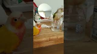 무편집동영상 코뉴어앵무새 Vlog_달달한 빨대 빼기/결…