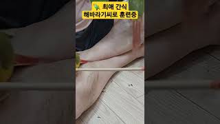 지능이 거의 2~3세 수준의 파인애플코뉴어. ~♡