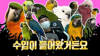 이번 수입은 대박 입니다! (with 할리퀸,엄브렐라,…