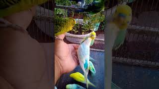 This Amazon bird toy is SO COOL#birds#parrot #birdslover #budgis #lovebirds #budgiegar #cute #health