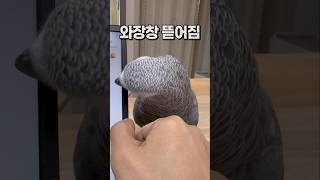 말 안들을 나이 3살 앵무새  회색앵무 잠바