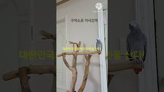 앵무새ㅡ순돌아 그분 구치소로 이사했어