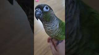 엄마바라기~ #코뉴어 #앵무새