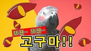[수다쟁이 회색앵무 코코] EP16. 고구마에 푹~ 빠…