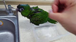 한스마카우 앵무새 목욕배우기 / Hahn's bathing