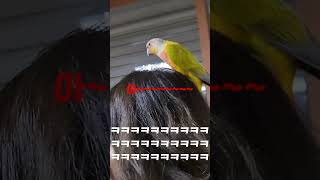 앵무새를 무서워하는 귀여운 우리 엄마 #썬코뉴어 #앵무…