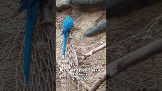 Blue And Yellow Macaw At Henry Vilas Zoo