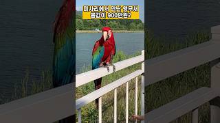 미사리에서 만난 앵무새(홍금강앵무), 몸값이 900만원?