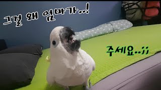 애착물건을 빼앗자 나라 잃은 표정 짓는 앵무새