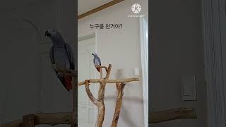 앵무새ㅡ순돌이가 차인거야