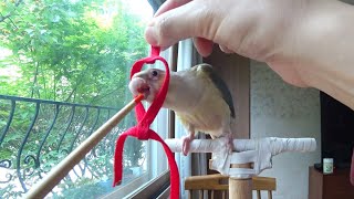 [앵무새훈련] 하네스 적응 훈련 parrot harness training