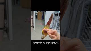 코뉴어 앵무새 물구나무서기 handstand #birds #parrot #코뉴어 #cute #앵무새 #conure #handstandworkout