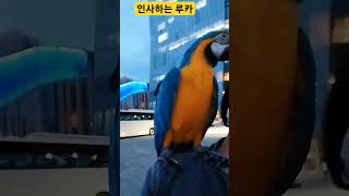 고개숙여 인사하는 루카 #앵무새 #parrot #청금강…