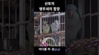 앵무새의 산토끼 합창 #노래하는앵무새 #퀘이커앵무새 #…