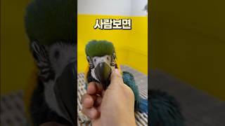 사람 좋아하는 청금강 아기 앵무새  안산 앵무새카페 버…