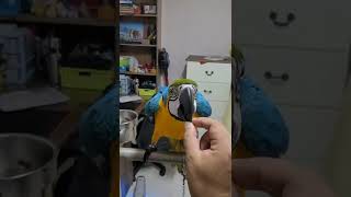 잣을 보면 만세가 자동반사로 나오는 루카 #shorts