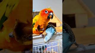 #썬코뉴어#parrot #도가머리사랑앵무#birds