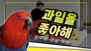 앵무새가 과일을 얼마나 좋아하는지 아세요?