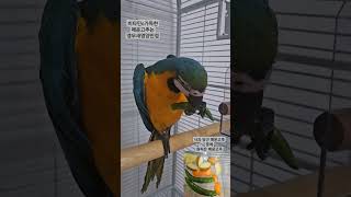 청금강  청일이 고추먹방