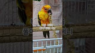 집중력이 놀라운 써니!  #썬코뉴어 #parrot #앵무새 #묶은 #tethered #고리 #ring #풀어버리는 #untie #써니