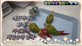 청송이네앵천사 채널송과 함께 앵무새코뉴어, 모란이의신나는 목욕타임 