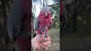 One attentions please  #galah #cockatoo #oneattentionsplease #cutepets #aussiebirds