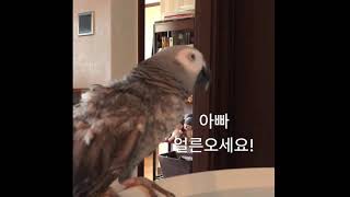 말하는회색앵무