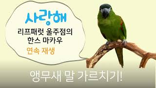 한스마카우 "사랑해" 1시간 연속재생