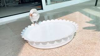 [퀘이커앵무 일구]찬물샤워로 무더위 날리기