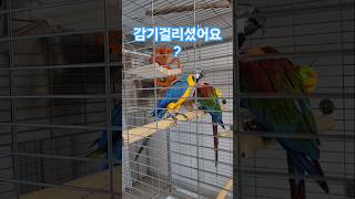 콜록콜록 누굴따라하는거니? #청금강앵무기침 #앵무새기침 #shorts