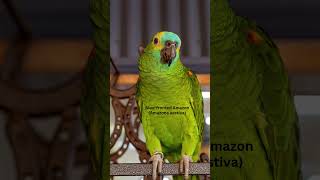 5 Amazing Amazon Parrots You Can Keep as Pets