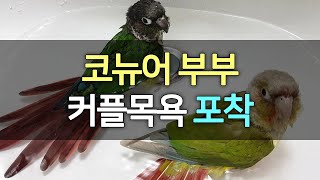 [앵무파파] 코뉴어 앵무새부부 커플목욕장면 순간포착, …