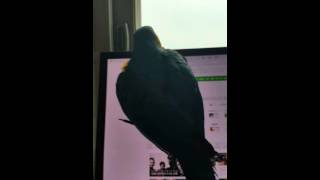 청금강 콴선생의 모니터 암벽타기 [BLUE&GOLD MACAW QWAN]