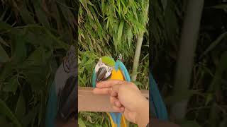 집에 가기싫은 루카 #macaw #청금강 #청금강앵무새