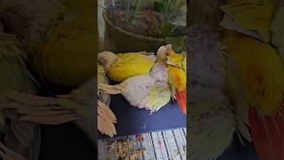 낮잠자기 좋은 영상                    …